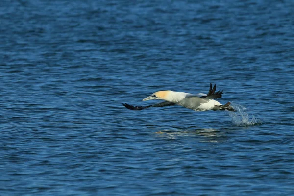 Australasian Gannet Morus Serrator New Zealand — Stock Photo, Image