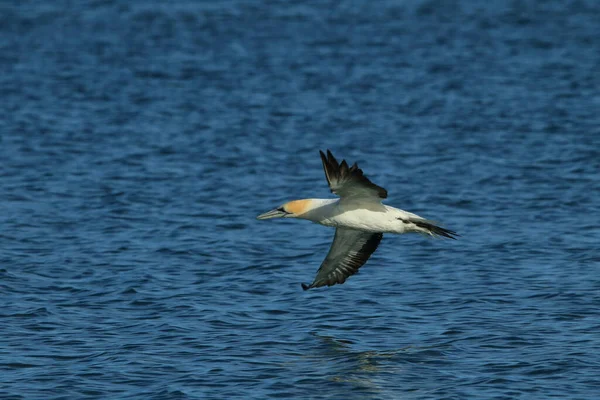 Australasian Gannet Morus Serrator Noua Zeelandă — Fotografie, imagine de stoc