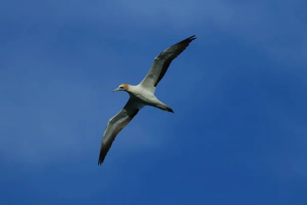 Australasian Gannet Morus Serrator Nova Zelândia — Fotografia de Stock