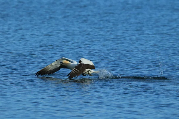 Australasian Gannet Morus Serrator Νέα Ζηλανδία — Φωτογραφία Αρχείου