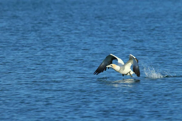 Australaziatische Gannet Morus Serrator Nieuw Zeeland — Stockfoto