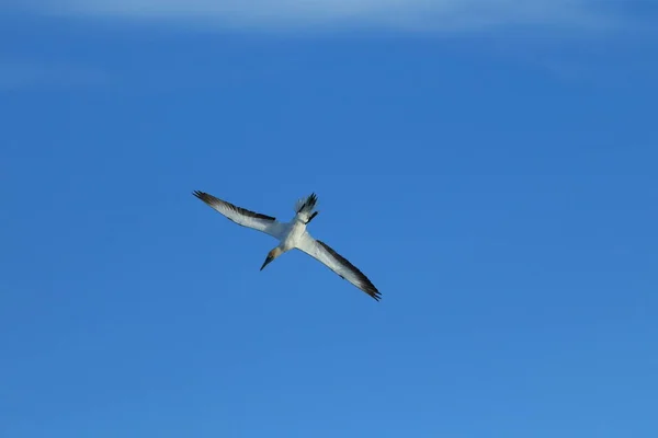 Australasian Gannet Morus Serrator Nova Zelândia — Fotografia de Stock