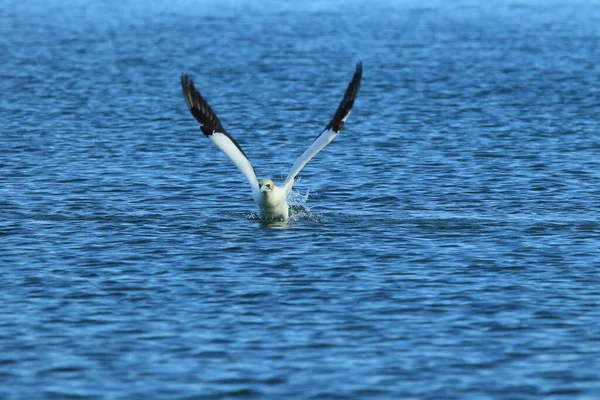 Gannet Australijski Morus Serrator Nowa Zelandia — Zdjęcie stockowe