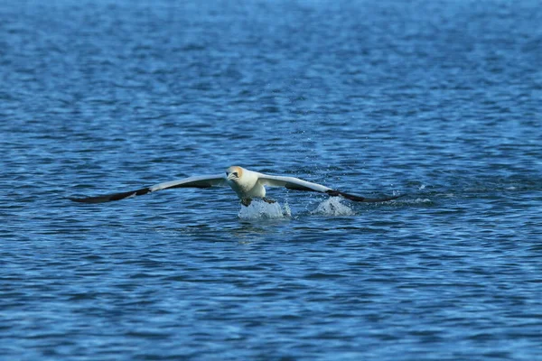 Australasian Gannet Morus Serrator Nova Zelândia — Fotografia de Stock