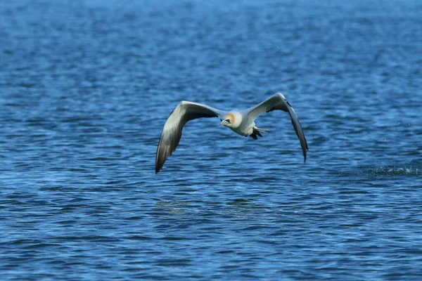 Australasian Gannet Morus Serrator Nova Zelândia — Fotografia de Stock