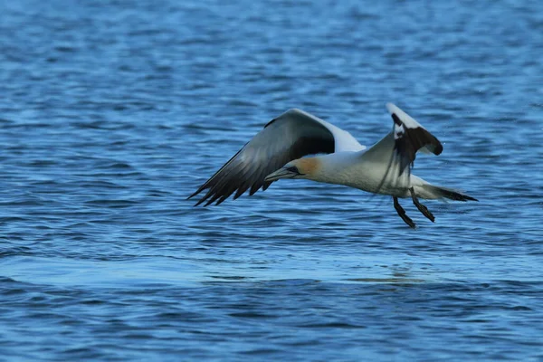 Gannet Australasiatica Morus Serrator Nuova Zelanda — Foto Stock