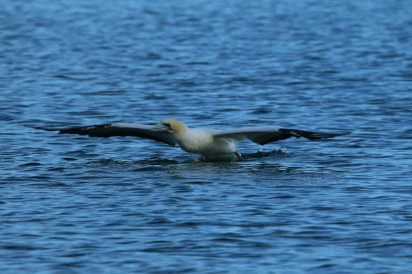 Gannet Australijski Morus Serrator Nowa Zelandia — Zdjęcie stockowe