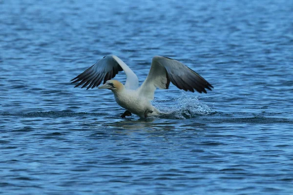 Australasiatischer Basstölpel Morus Serrator Neuseeland — Stockfoto