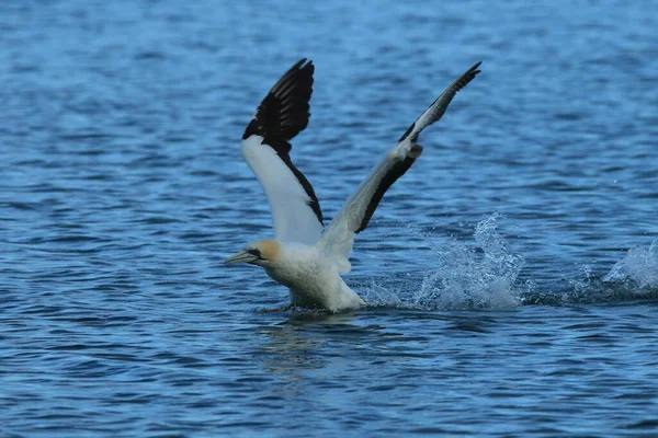 Australaziatische Gannet Morus Serrator Nieuw Zeeland — Stockfoto