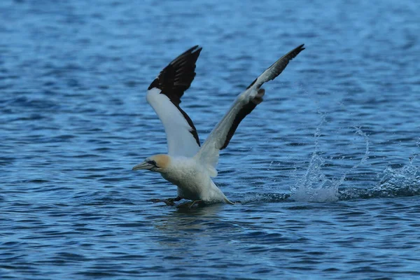 Gannet Australasiatica Morus Serrator Nuova Zelanda — Foto Stock