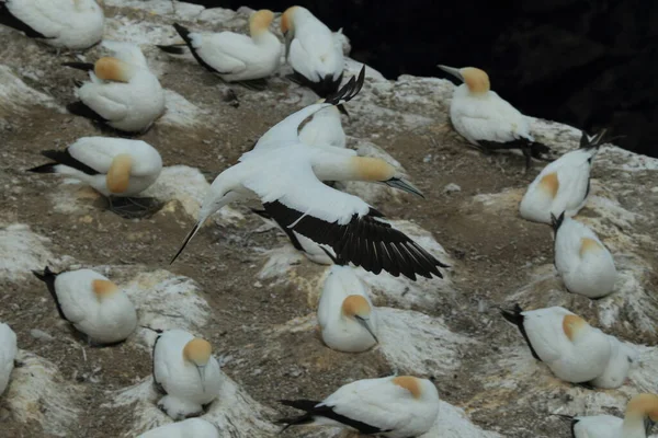 Australasiatisk Gannetkoloni Vid Stranden Muriwai Auckland — Stockfoto