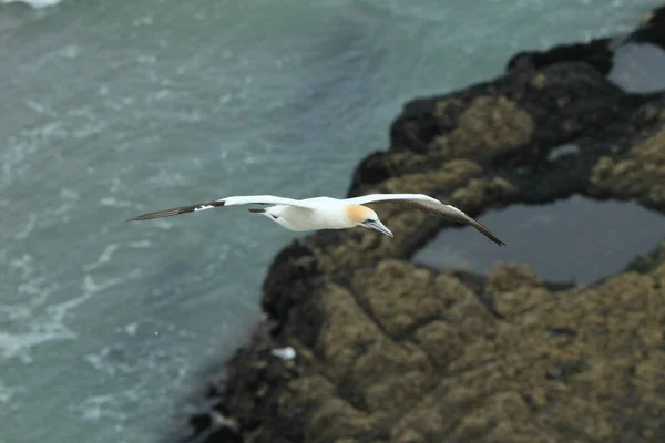 Muriwai Sahili Auckland Avustralya Sümsük Kuşu Morus Serrator — Stok fotoğraf