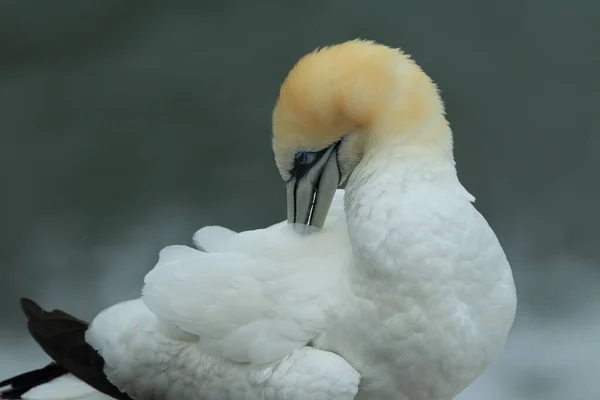 Australasian Gannet Colony Muriwai Beach Auckland — Fotografia de Stock