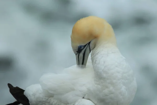 Australasian Gannet Colony Muriwai Beach Auckland Nova Zelândia — Fotografia de Stock