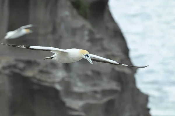 Gannet Australasiático Muriwai Beach Auckland Nueva Zelanda — Foto de Stock