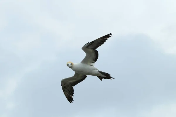 Australasian Gannet Muriwai Beach Ouckland New Zealand — стокове фото