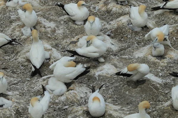 Australasian Gannet Colony Muriwai Beach Auckland Nova Zelândia — Fotografia de Stock