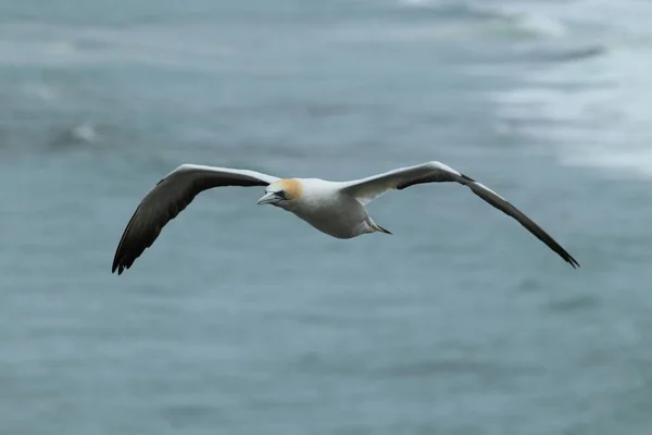 Australasian Gannet Muriwai Beach Ouckland New Zealand — стокове фото