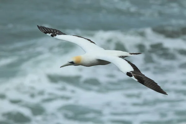 Gannet Australasiático Muriwai Beach Auckland Nueva Zelanda —  Fotos de Stock