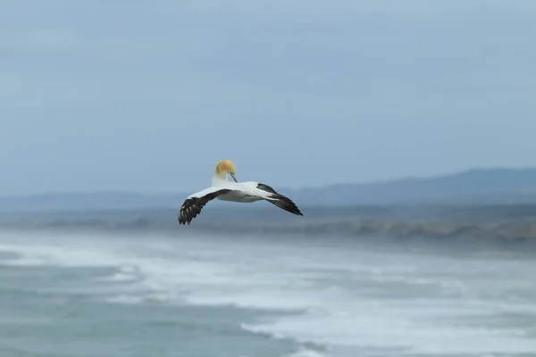 Australasian Gannet Muriwai Beach Auckland Νέα Ζηλανδία — Φωτογραφία Αρχείου