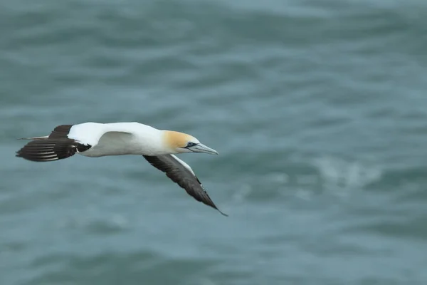 Australasiatisk Gannet Vid Muriwai Beach Auckland Nya Zeeland — Stockfoto