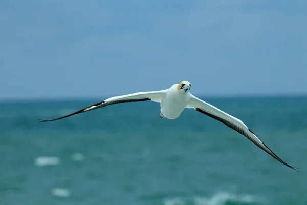 Australasian Gannet Muriwai Beach Auckland Nova Zelândia — Fotografia de Stock