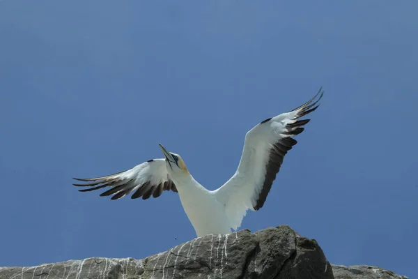 Gannet Australasiático Muriwai Beach Auckland Nueva Zelanda — Foto de Stock