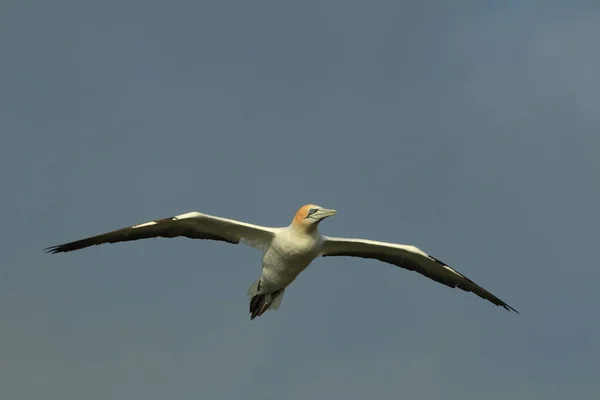 Australasian Gannet Muriwai Beach Auckland Nova Zelândia — Fotografia de Stock