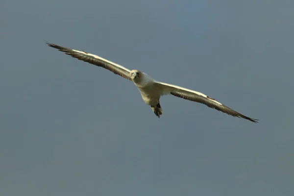 Australasian Gannet Muriwai Beach Ouckland New Zealand — стокове фото