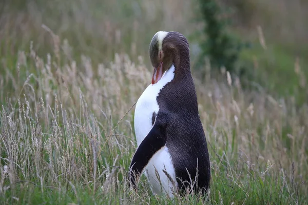 Yellow Eyed Penguins Megadyptes Antipodes Coast Katiki Point New Zealand — Stock Photo, Image