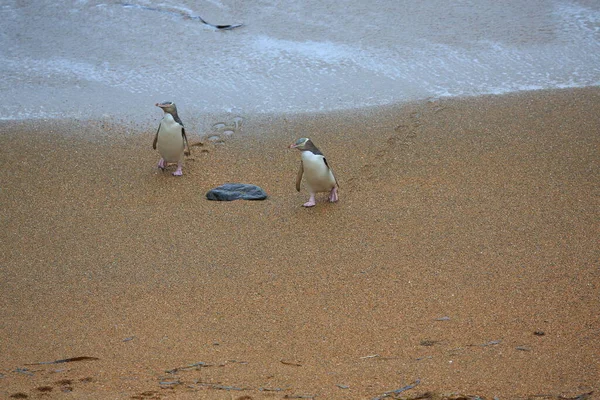 Keltasilmäiset Pingviinit Megadyptes Antipodes Rannikolla Katiki Point Uusi Seelanti — kuvapankkivalokuva