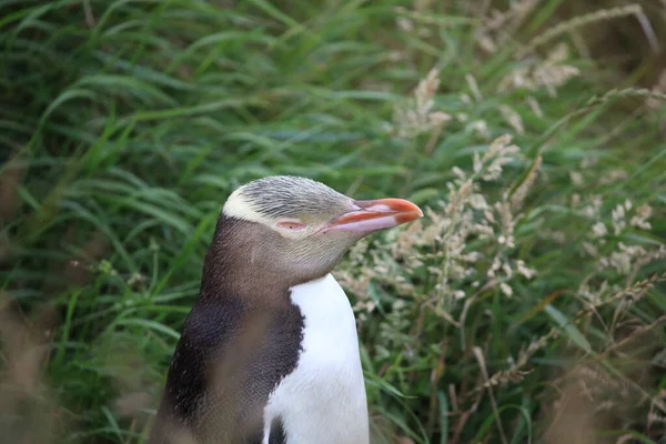 Pingüinos Ojos Amarillos Antípodas Megadyptes Costa Katiki Point Nueva Zelanda — Foto de Stock