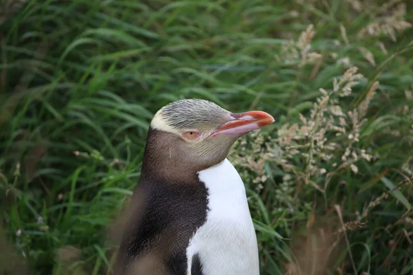 Yellow Eyed Penguins Megadyptes Antipodes Coast Katiki Point New Zealand — Stock Photo, Image