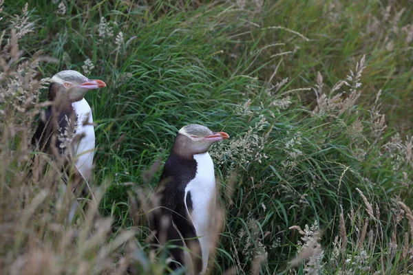 Pinguini Dagli Occhi Gialli Megadyptes Antipodes Sulla Costa Katiki Point — Foto Stock