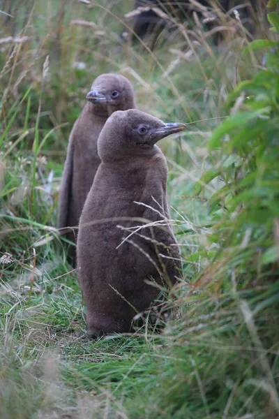 Tučňata Žlutooká Megadyptová Antipoda Pobřeží Katiki Point Nový Zéland — Stock fotografie