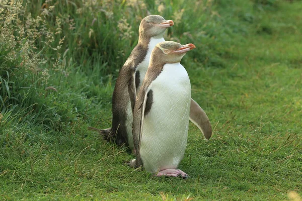 Sárga Szemű Pingvinek Megadyptes Antipodes Tengerparton Katiki Point Zéland — Stock Fotó
