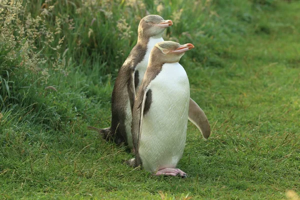 Geeloogpinguïns Megadyptes Antipodes Aan Kust Katiki Point Nieuw Zeeland — Stockfoto