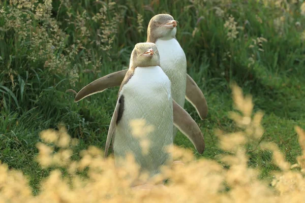 Yellow Eyed Penguins Megadyptes Antipodes Coast Katiki Point New Zealand — Stock Photo, Image