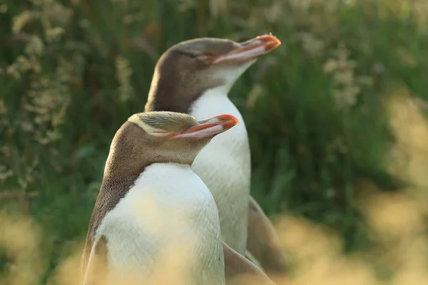 Yellow Eyed Penguins Megadyptes Antipodes Coast Katiki Point New Zealand — Stock Photo, Image