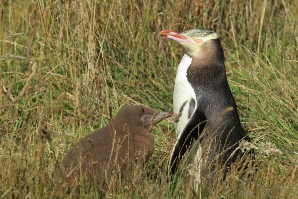 Yellow Eyed Penguin Whit Cub Megadyptes Antipodes Coast Katiki Point — Stock Photo, Image