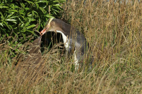 ニュージーランドのカティキ ポイントの海岸にある黄色い目のペンギン ホワイト Megadyptes Antipodes — ストック写真