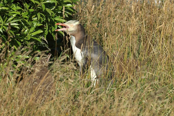 Yellow Eyed Penguin Whit Cub Megadyptes Antipodes Coast Katiki Point — Stock Photo, Image