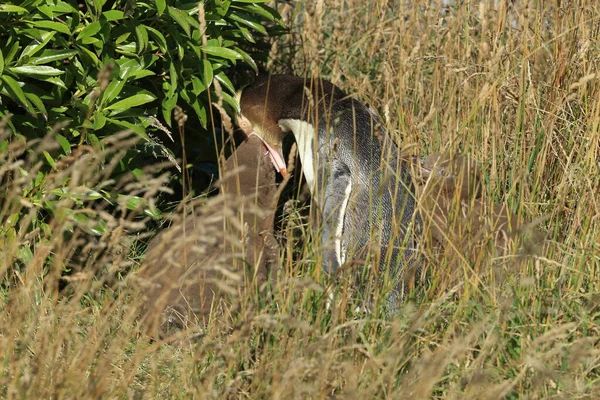 ニュージーランドのカティキ ポイントの海岸にある黄色い目のペンギン ホワイト Megadyptes Antipodes — ストック写真