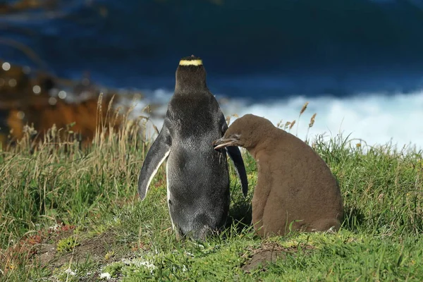 Žlutooký Tučňák Bělavý Megadyptes Antipodes Pobřeží Katiki Point Nový Zéland — Stock fotografie