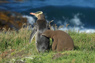 yellow eyed penguin whit cub  (megadyptes antipodes) at coast, Katiki Point, New Zealand clipart
