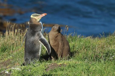 yellow eyed penguin whit cub  (megadyptes antipodes) at coast, Katiki Point, New Zealand clipart