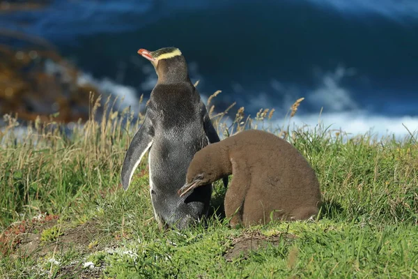 新西兰Katiki Point海岸黄眼企鹅幼崽 大型反足类动物 — 图库照片