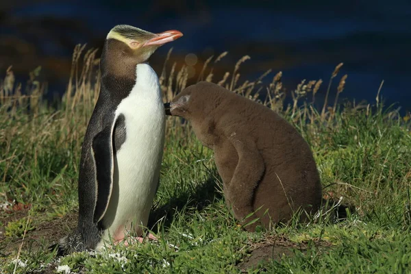 Yellow Eyed Penguin Whit Cub Megadyptes Antipodes Coast Katiki Point — Stock Photo, Image