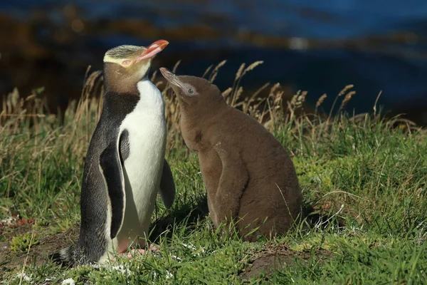 Yellow Eyed Penguin Whit Cub Megadyptes Antipodes Coast Katiki Point — Stock Photo, Image