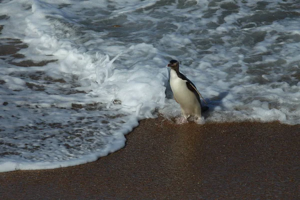 ニュージーランドのカティキ ポイントの海岸にある黄色い目のペンギン Megadyptes Antipodes — ストック写真